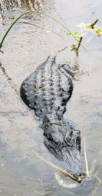 High angle view of crocodile in sea