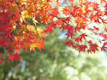 Low angle view of maple leaves on tree