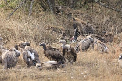 Flock of sheep in a field