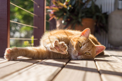 Cat relaxing on floor