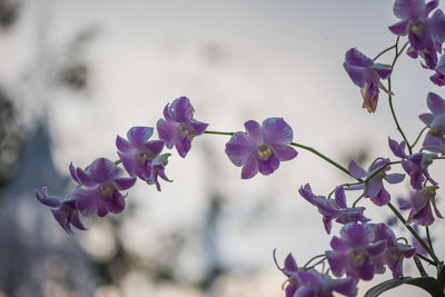 Close-up of purple flowering plants