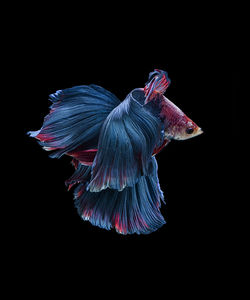 Close-up of fish swimming in sea