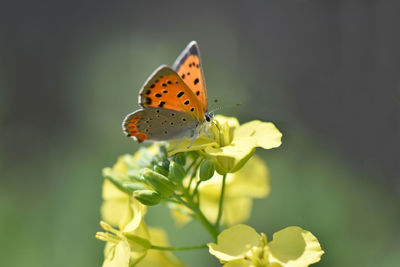 Close-up of butterfly pollinating on flower