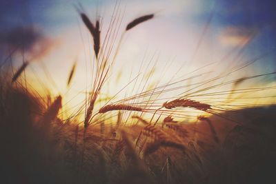 Close-up of wheat growing on field against sky at sunset