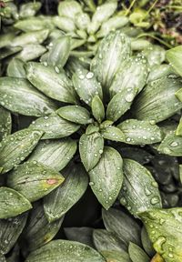 Hosta plant