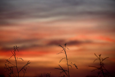 Silhouette plants against dramatic sky during sunset