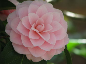 Close-up of flower blooming outdoors