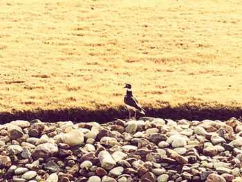 Bird perching on pebbles