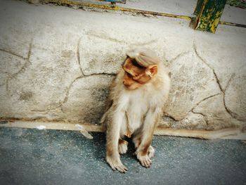 Portrait of cat sitting outdoors