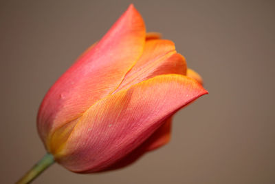 Close-up of orange rose flower