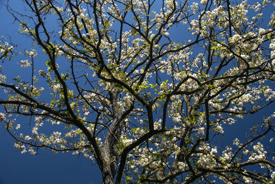 Low angle view of flowering tree against blue sky