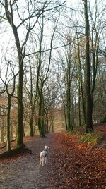 Dog amidst trees in park