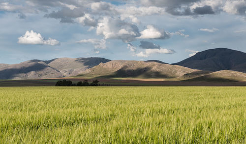 Scenic view of agricultural field against sky