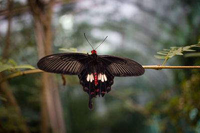 Close-up of butterfly flying