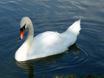 High angle view of swan in lake