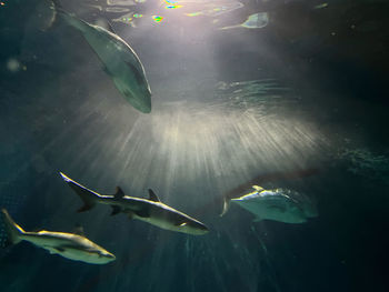 Close-up of fish swimming in aquarium