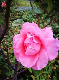 Close-up of pink flower blooming outdoors