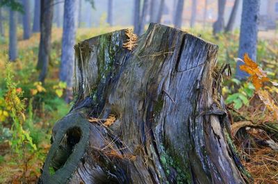 Close-up of wooden plank