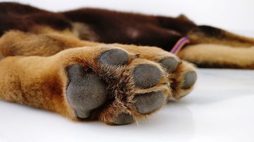 Close-up of a cat resting