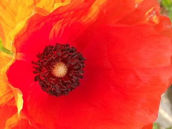 Close-up of red poppy blooming outdoors