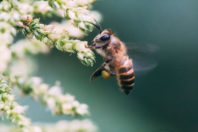 Close-up of bee pollinating flower