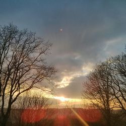 Silhouette of trees at sunset