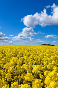 Danish rapeseed