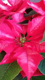 Close-up of red flower