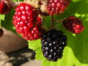 Close-up of strawberry growing on plant