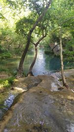 Scenic view of river flowing in forest