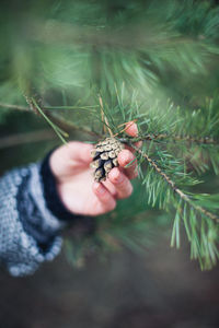 Close-up of hand holding pine cone on tree