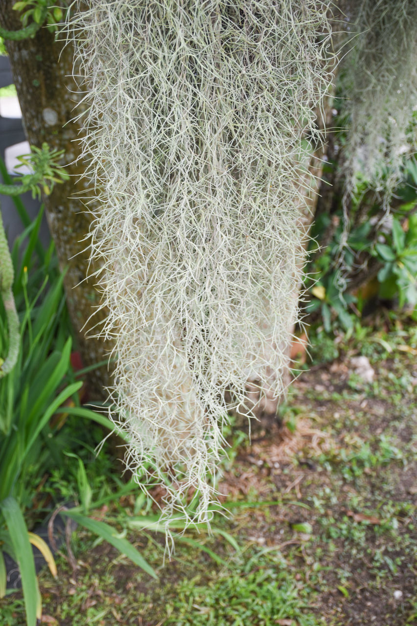 CLOSE-UP OF PLANT GROWING ON LAND