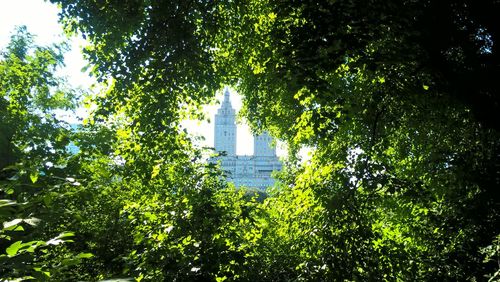 Low angle view of trees and building