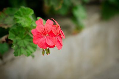 Close-up of red flower