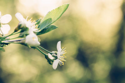 Close-up of white flowering plant