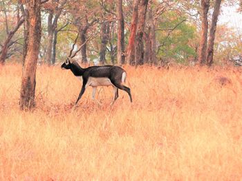 Side view of a reptile on a forest
