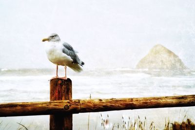 Close-up of seagull perching on wooden post by sea against sky
