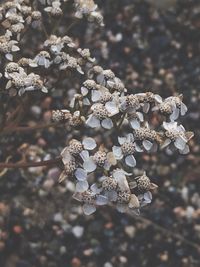 Close-up of fresh flowers on tree