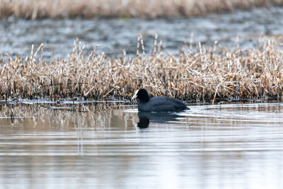 Bird Eurasian