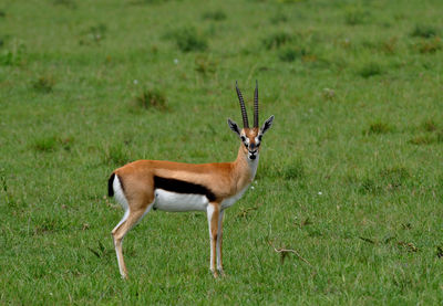 Gazelle standing on field