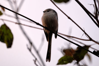 Close-up of bird perching on branch