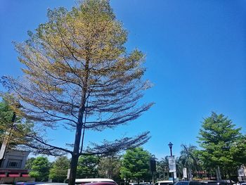 Low angle view of trees against blue sky