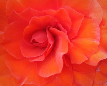 Close-up of pink rose