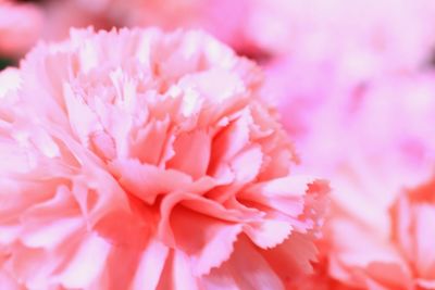 Full frame shot of carnation flowers blooming outdoors