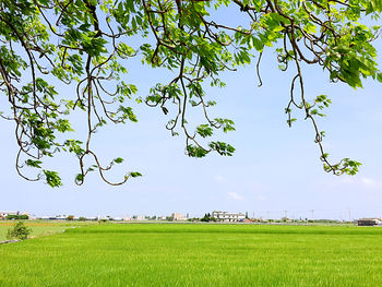 Scenic view of grassy field against sky