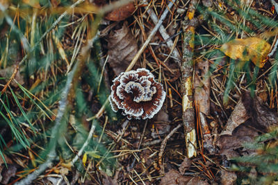 High angle view of dry leaves on field