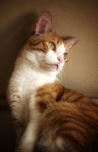 Portrait of cat relaxing at home