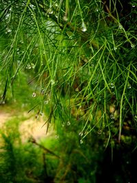 Close-up of wet plant in rainy season