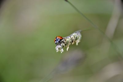 Close-up of ladybug on leaf