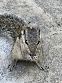 animal